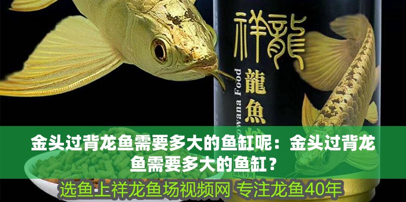 金頭過背龍魚需要多大的魚缸呢：金頭過背龍魚需要多大的魚缸？