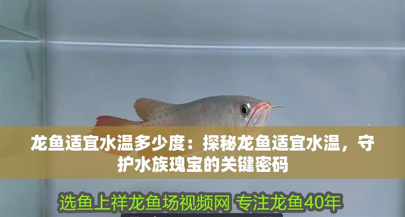 龍魚適宜水溫多少度：探秘龍魚適宜水溫，守護水族瑰寶的關鍵密碼