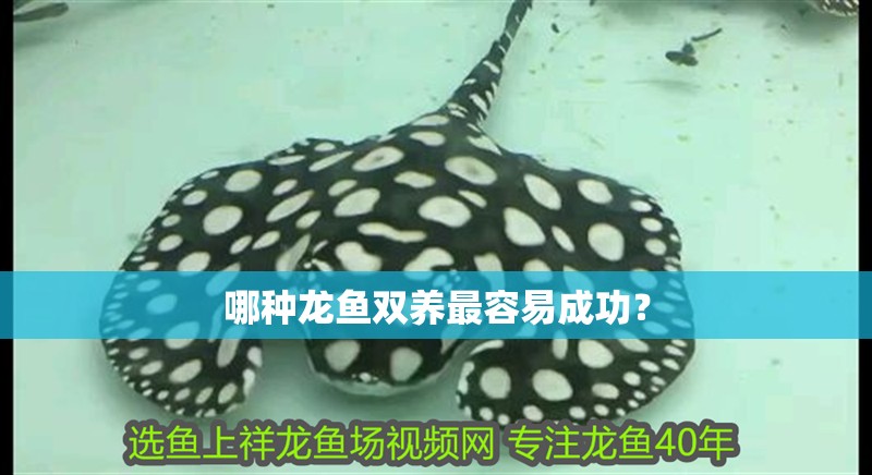 哪種龍魚雙養最容易成功？