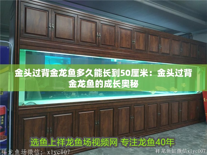 金頭過背金龍魚多久能長到50厘米：金頭過背金龍魚的成長奧秘
