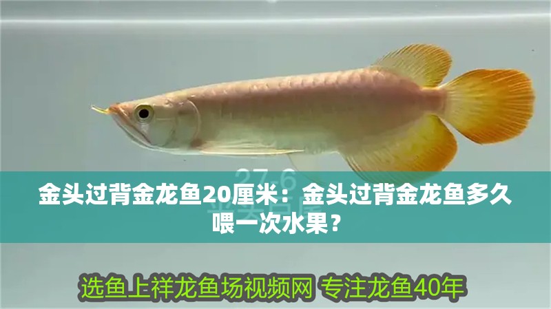 金頭過背金龍魚20厘米：金頭過背金龍魚多久喂一次水果？
