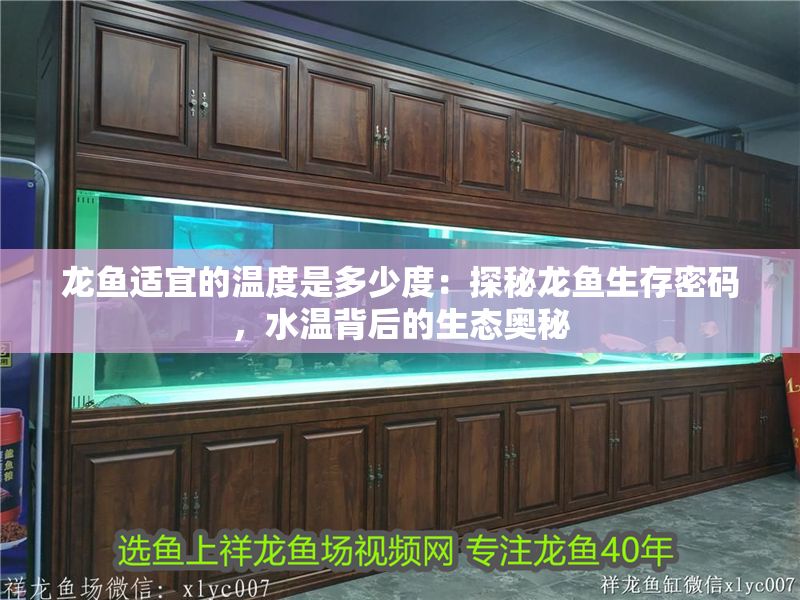 龍魚適宜的溫度是多少度：探秘龍魚生存密碼，水溫背后的生態奧秘