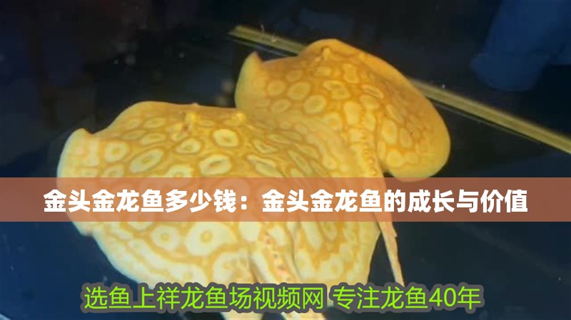 金頭金龍魚多少錢：金頭金龍魚的成長與價值