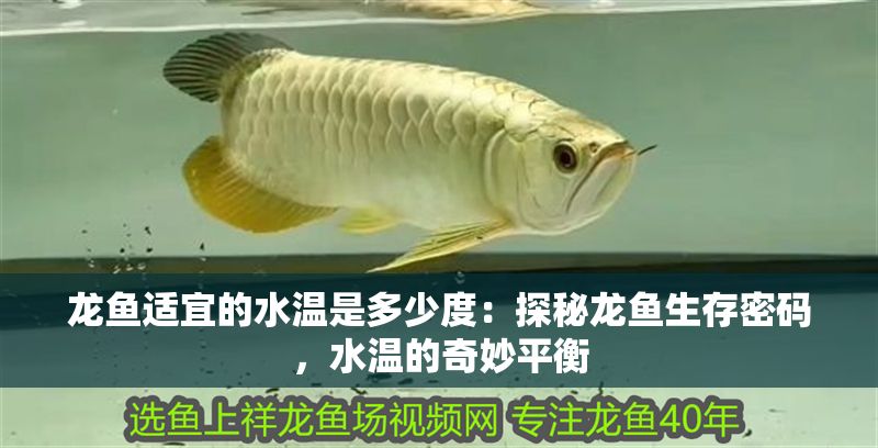 龍魚適宜的水溫是多少度：探秘龍魚生存密碼，水溫的奇妙平衡