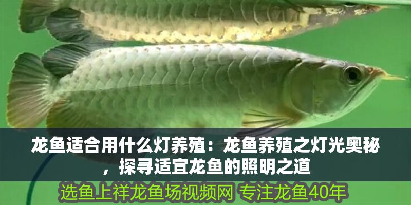 龍魚適合用什么燈養(yǎng)殖：龍魚養(yǎng)殖之燈光奧秘，探尋適宜龍魚的照明之道