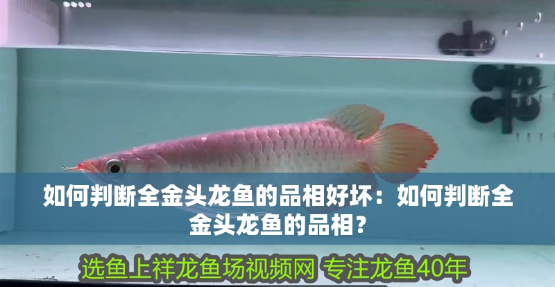 如何判斷全金頭龍魚的品相好壞：如何判斷全金頭龍魚的品相？