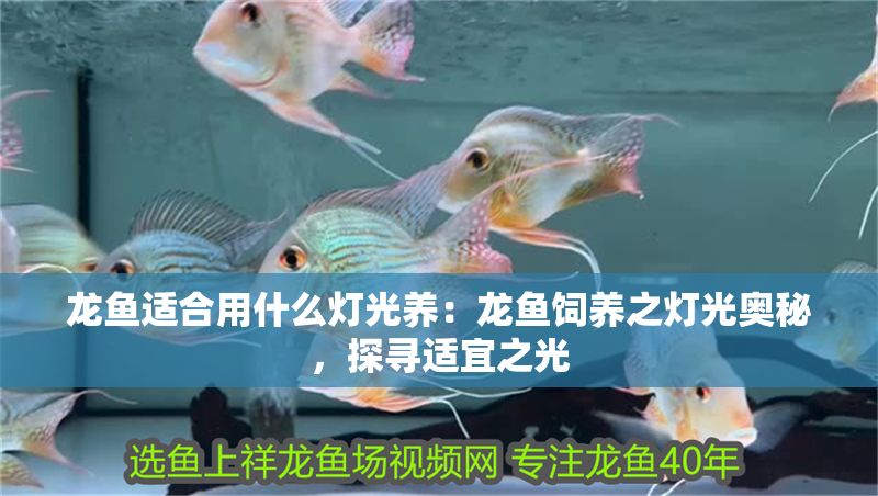 龍魚適合用什么燈光養：龍魚飼養之燈光奧秘，探尋適宜之光