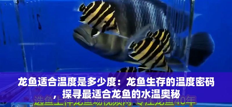 龍魚適合溫度是多少度：龍魚生存的溫度密碼，探尋最適合龍魚的水溫奧秘