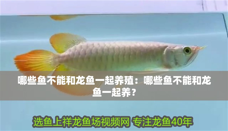 哪些魚不能和龍魚一起養殖：哪些魚不能和龍魚一起養？
