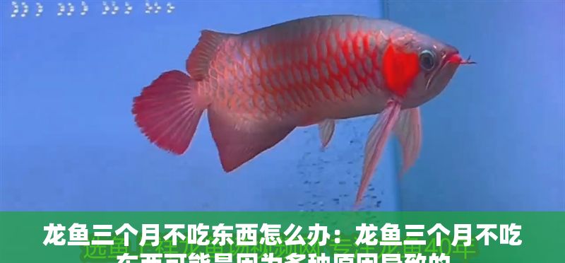 龍魚三個(gè)月不吃東西怎么辦：龍魚三個(gè)月不吃東西可能是因?yàn)槎喾N原因?qū)е碌? title=