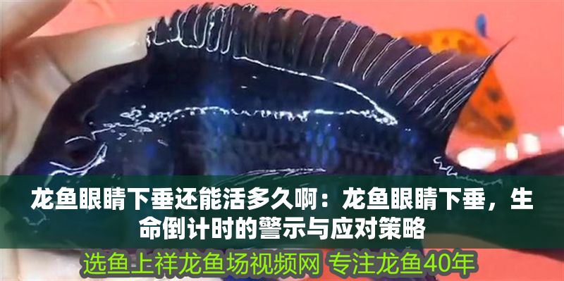 龍魚眼睛下垂還能活多久啊：龍魚眼睛下垂，生命倒計時的警示與應對策略
