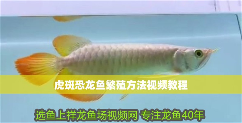 虎斑恐龍魚繁殖方法視頻教程