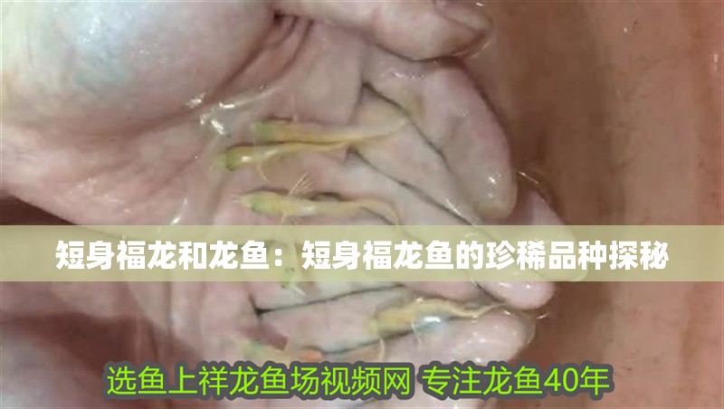 短身福龍和龍魚：短身福龍魚的珍稀品種探秘