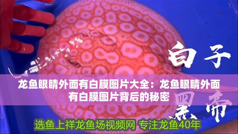 龍魚眼睛外面有白膜圖片大全：龍魚眼睛外面有白膜圖片背后的秘密