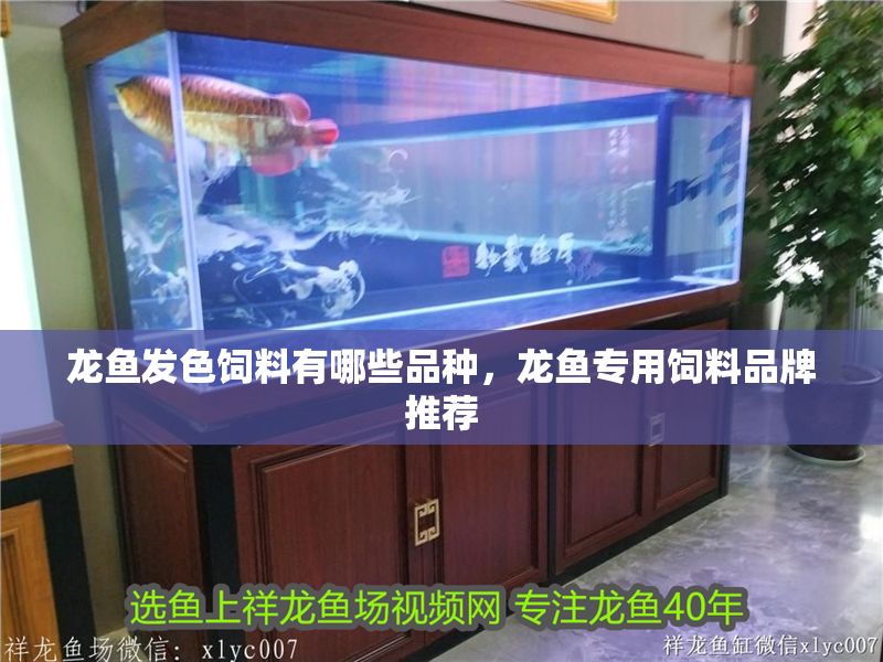 龍魚發色飼料有哪些品種，龍魚專用飼料品牌推薦