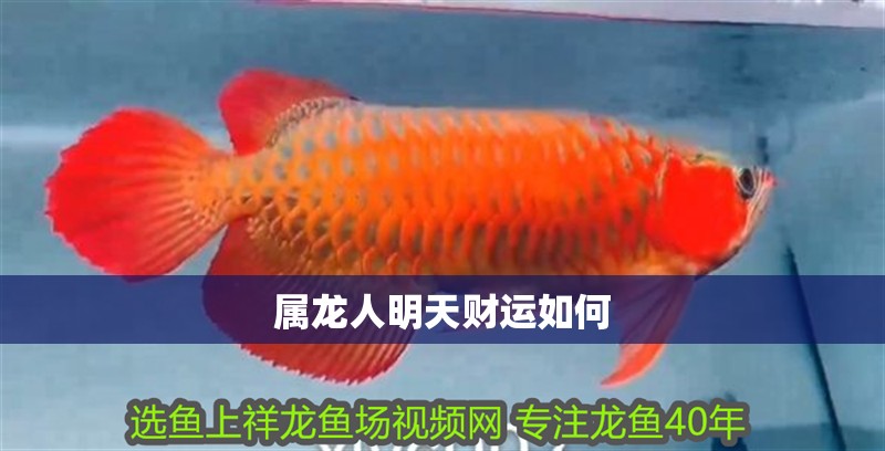 屬龍人明天財運如何