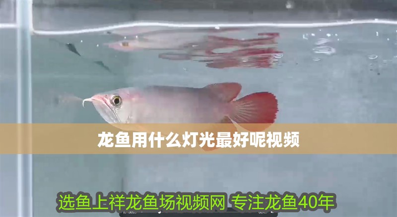 龍魚用什么燈光最好呢視頻 龍魚用什么燈光最好呢視頻 龍魚百科