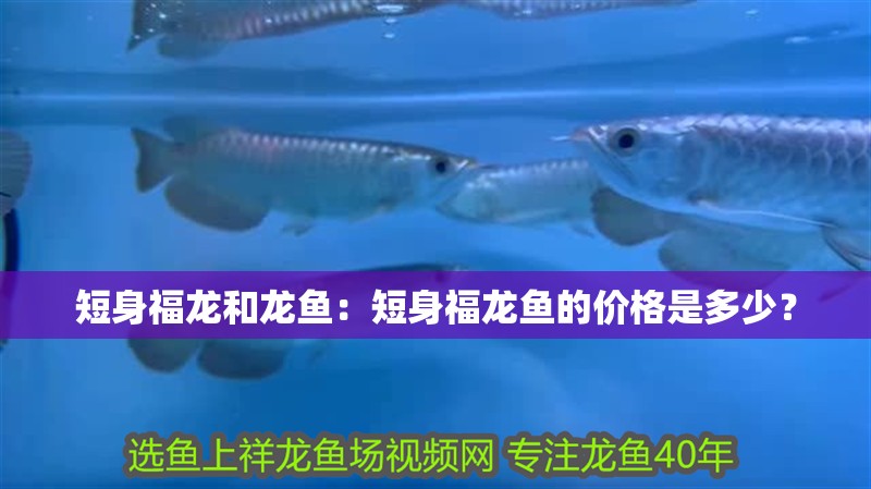 短身福龍和龍魚：短身福龍魚的價格是多少？
