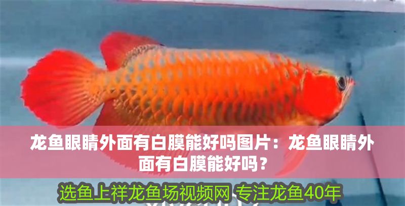 龍魚眼睛外面有白膜能好嗎圖片：龍魚眼睛外面有白膜能好嗎？