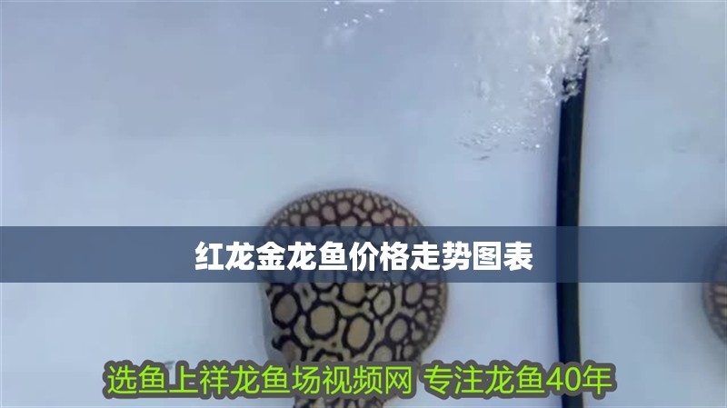 紅龍金龍魚價格走勢圖表