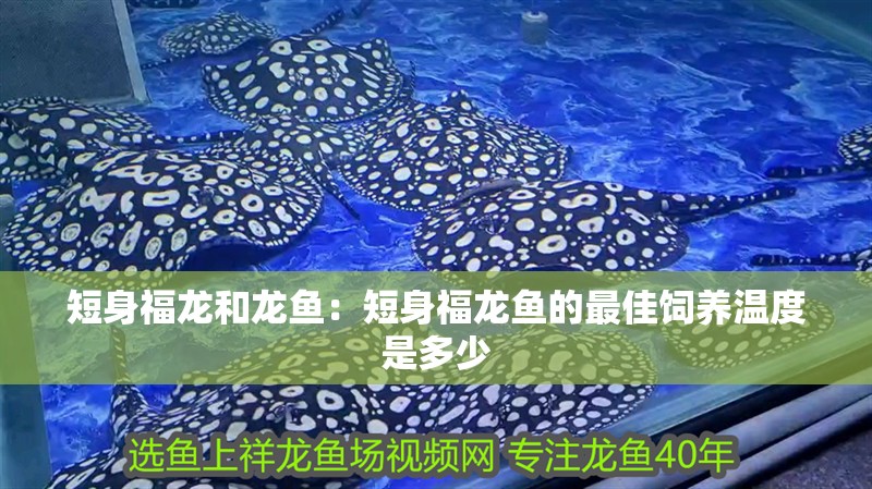 短身福龍和龍魚：短身福龍魚的最佳飼養溫度是多少