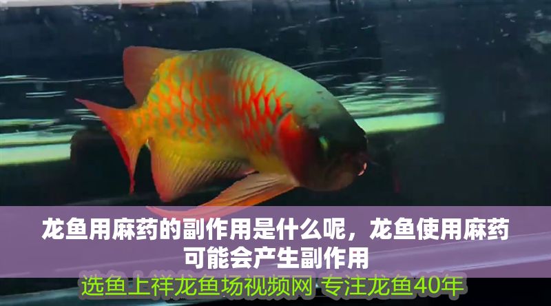 龍魚用麻藥的副作用是什么呢，龍魚使用麻藥可能會產生副作用