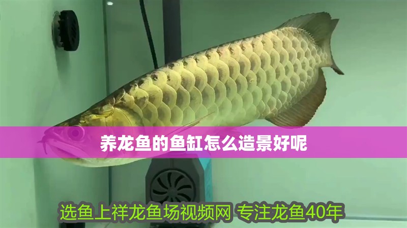 彩蝶魚缸款式型號怎么看（彩蝶魚缸內部功能詳解彩蝶魚缸型號識別技巧）