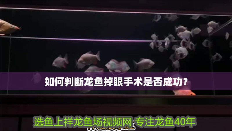 如何判斷龍魚掉眼手術是否成功？