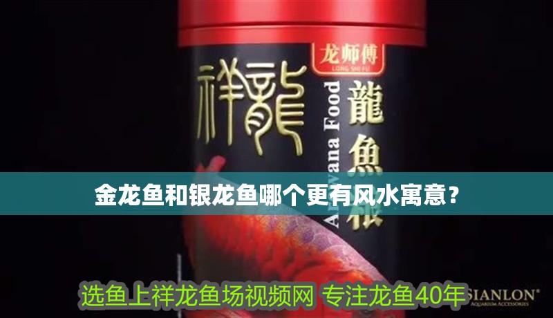 金龍魚和銀龍魚哪個更有風水寓意？