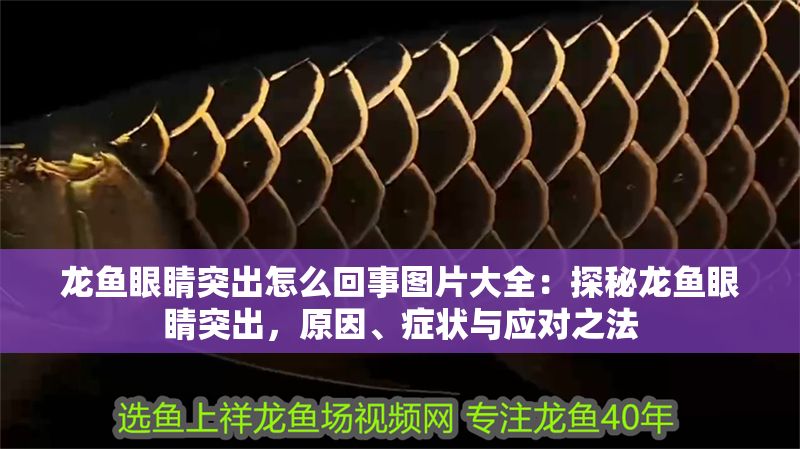 龍魚(yú)眼睛突出怎么回事圖片大全：探秘龍魚(yú)眼睛突出，原因、癥狀與應(yīng)對(duì)之法