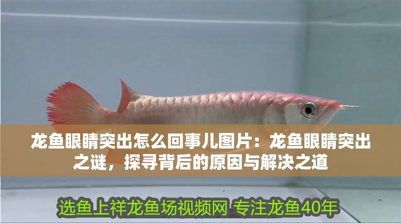 龍魚眼睛突出怎么回事兒圖片：龍魚眼睛突出之謎，探尋背后的原因與解決之道