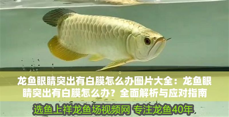 龍魚眼睛突出有白膜怎么辦圖片大全：龍魚眼睛突出有白膜怎么辦？全面解析與應對指南
