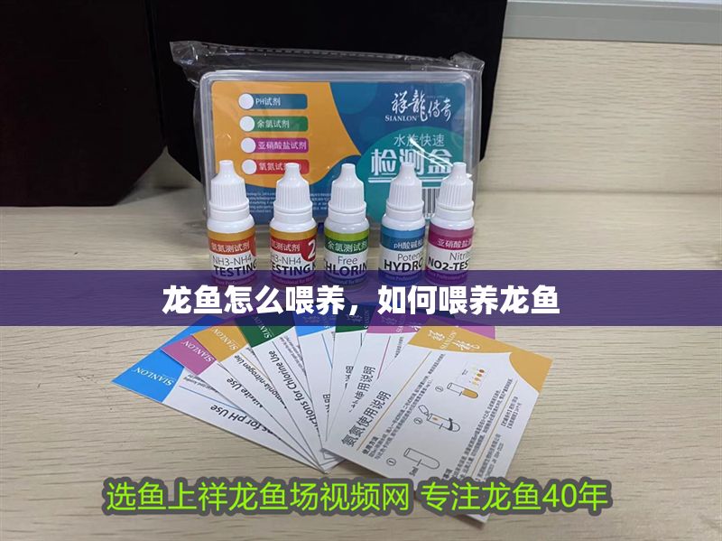 龍魚怎么喂養(yǎng)，如何喂養(yǎng)龍魚