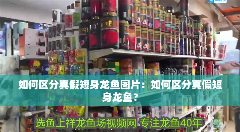 如何區分真假短身龍魚圖片：如何區分真假短身龍魚？