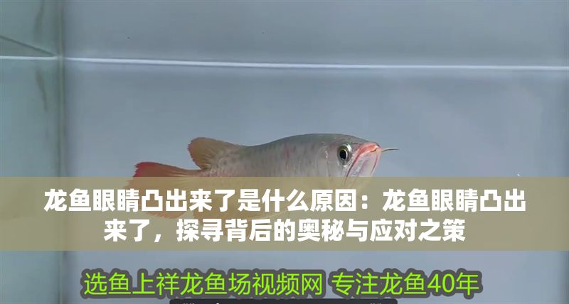 龍魚眼睛凸出來了是什么原因：龍魚眼睛凸出來了，探尋背后的奧秘與應對之策