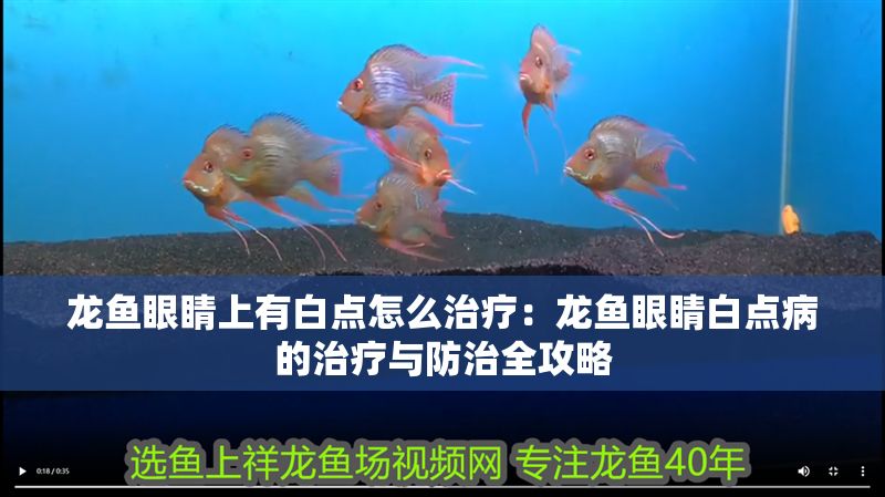 龍魚眼睛上有白點(diǎn)怎么治療：龍魚眼睛白點(diǎn)病的治療與防治全攻略