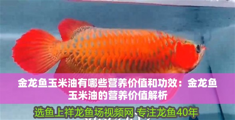 金龍魚玉米油有哪些營養價值和功效：金龍魚玉米油的營養價值解析