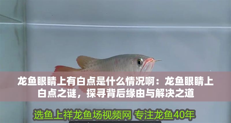 龍魚眼睛上有白點是什么情況啊：龍魚眼睛上白點之謎，探尋背后緣由與解決之道