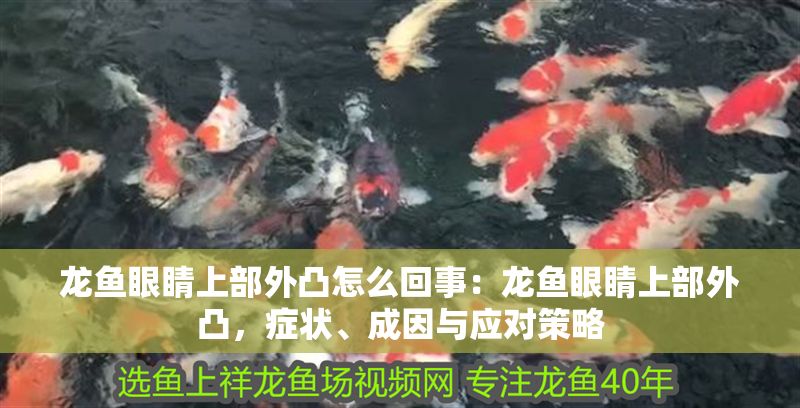龍魚眼睛上部外凸怎么回事：龍魚眼睛上部外凸，癥狀、成因與應(yīng)對策略