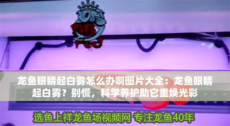 龍魚眼睛起白霧怎么辦啊圖片大全：龍魚眼睛起白霧？別慌，科學養護助它重煥光彩