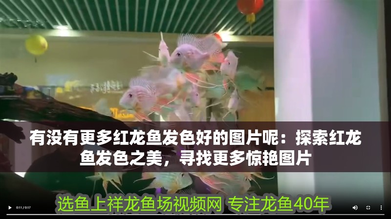 有沒有更多紅龍魚發色好的圖片呢：探索紅龍魚發色之美，尋找更多驚艷圖片