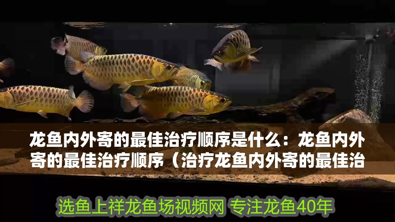 龍魚內外寄的最佳治療順序是什么：龍魚內外寄的最佳治療順序（治療龍魚內外寄的最佳治療順序對于龍魚的健康至關重要）