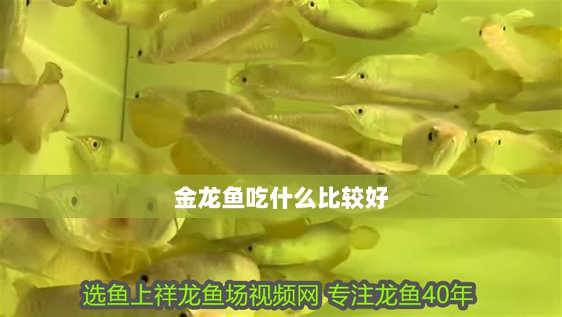 金龍魚吃什么比較好