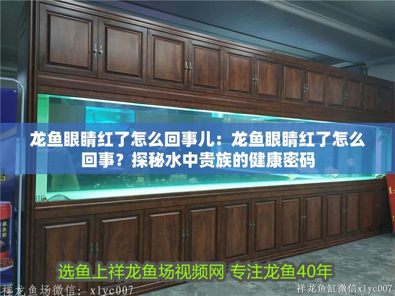 龍魚眼睛紅了怎么回事兒：龍魚眼睛紅了怎么回事？探秘水中貴族的健康密碼