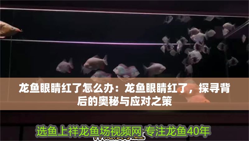 龍魚眼睛紅了怎么辦：龍魚眼睛紅了，探尋背后的奧秘與應對之策
