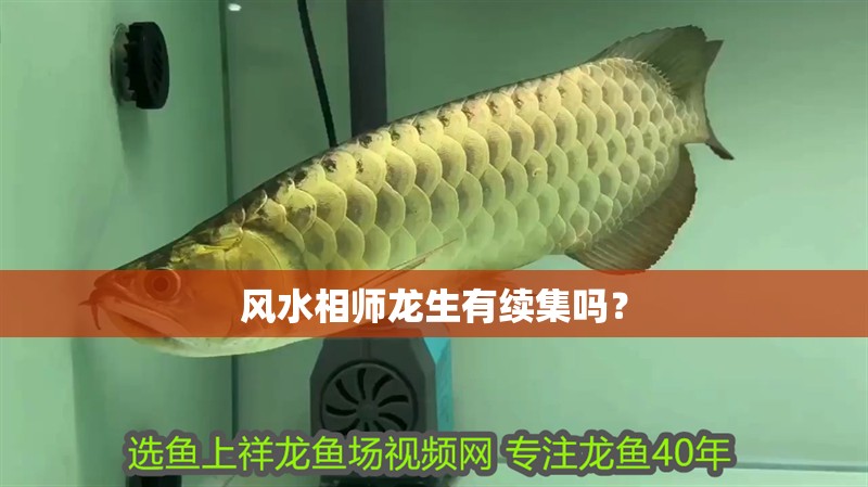 龍魚(yú)區(qū)分圖解