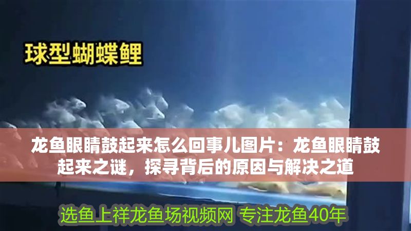 龍魚眼睛鼓起來(lái)怎么回事兒圖片：龍魚眼睛鼓起來(lái)之謎，探尋背后的原因與解決之道