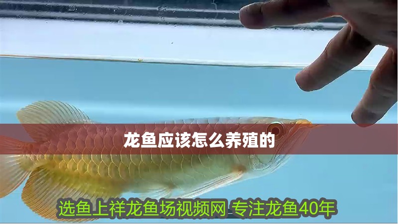 龍魚應該怎么養殖的