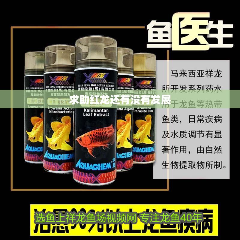 求助紅龍還有沒有發展 龍魚百科 第6張 求助紅龍還有沒有發展 求助紅龍還有沒有發展 龍魚百科 第6張