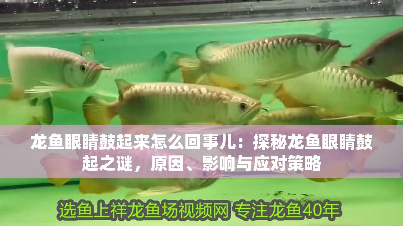 龍魚眼睛鼓起來怎么回事兒：探秘龍魚眼睛鼓起之謎，原因、影響與應對策略